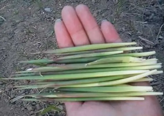 茅根 茅根