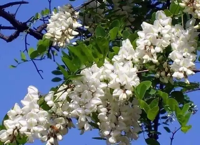 又香又甜的槐花