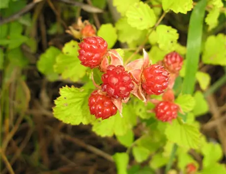 茅莓 茅莓